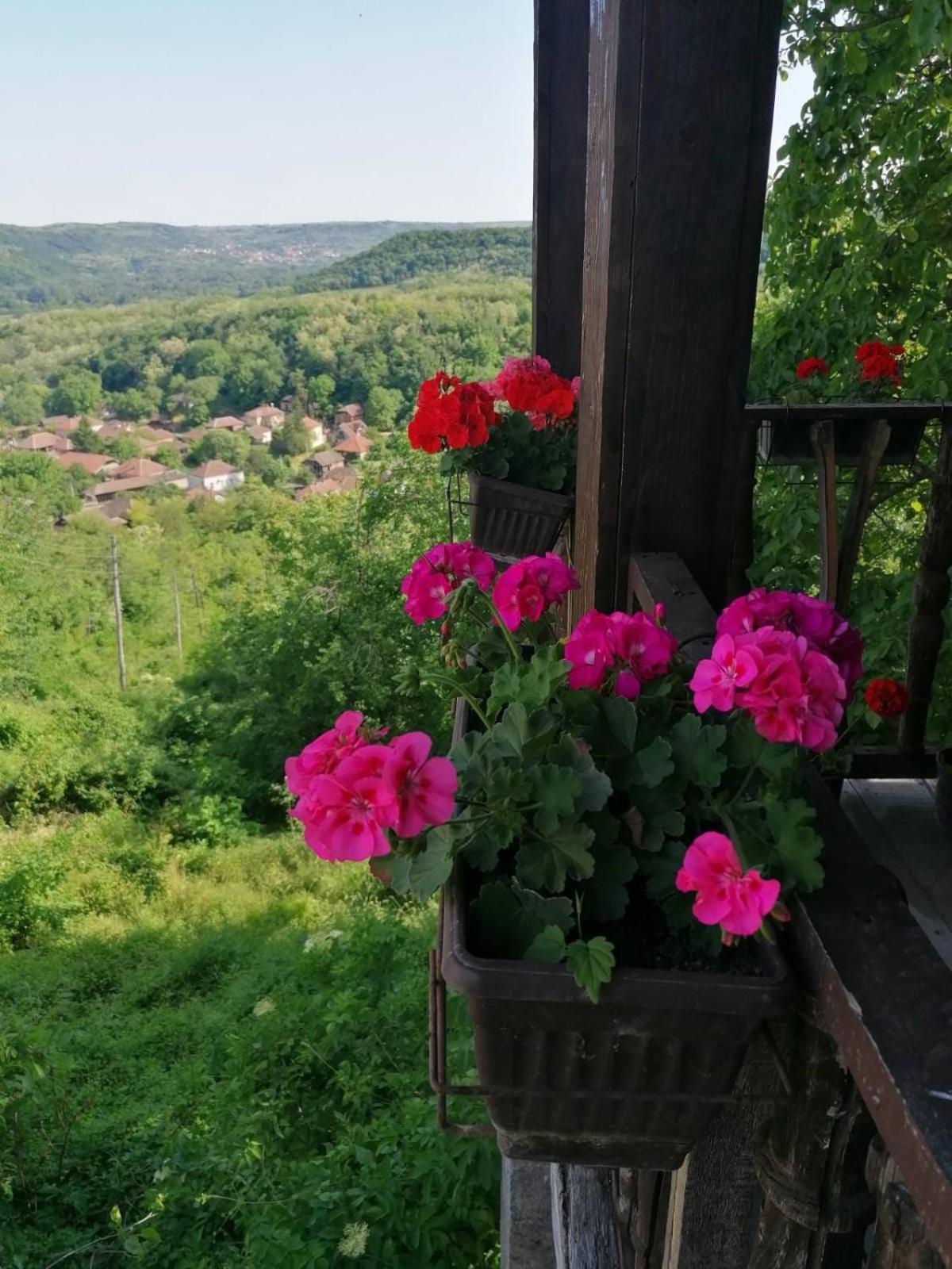 Country House Pivnica Milic Rogljevo Daire Dış mekan fotoğraf